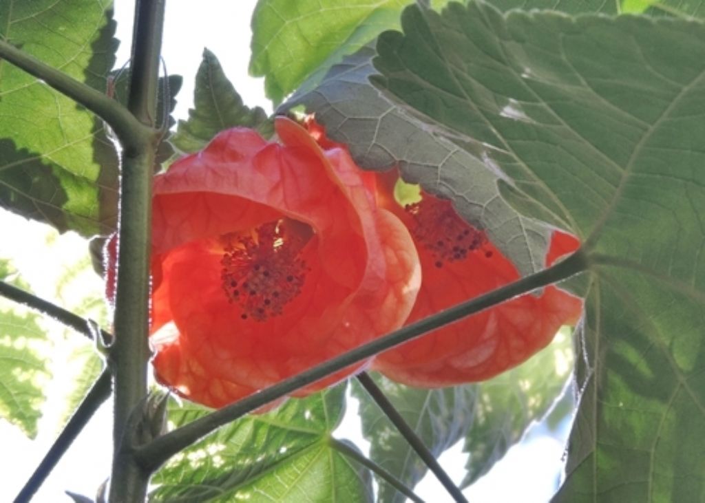 Abutilon sp. (Malvaceae)